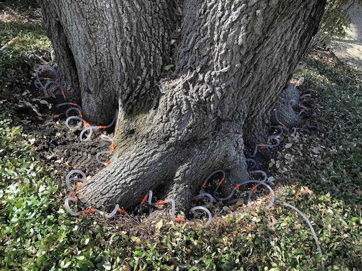 Detailed Tree Cabling and Bracing job site in Isleton